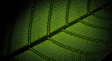 Abstract Veins Of A Green Leaf With Intricate Cellular Patterns