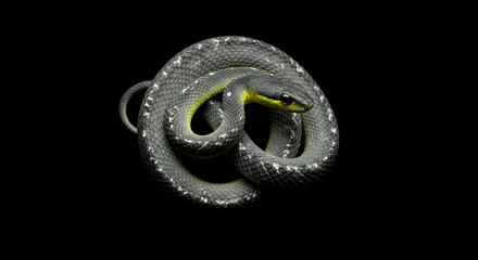 Elegant Snake Coiled With Delicate Gray Scales And Yellow Accents On Black