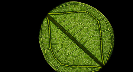 Botanical Veins Showcase Green Leaf Details Against Black Backdrop