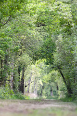 Common buzzard flying in a forest path. Buteo buteo, Sologne, Loiret 45, région Centre Val de Loire, France, European Union, Europe