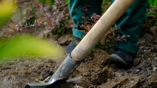 Close-up of a gardener&rsquo;s boot pressing on a shovel to dig holes for planting shrubs. Two professional workers actively planting greenery during seasonal urban landscaping.