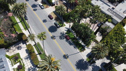 palm trees in the city