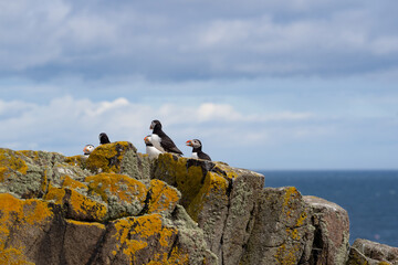 Atlantic puffins on the isle of May in Scotland. The puffins breed on the isle of May, a small...