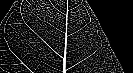 Striking Monochrome Image Of A Leaf Vein Structure Against A Black Background