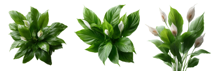 Lush green plants in natural setting indoor decor peaceful vibe on transparent background