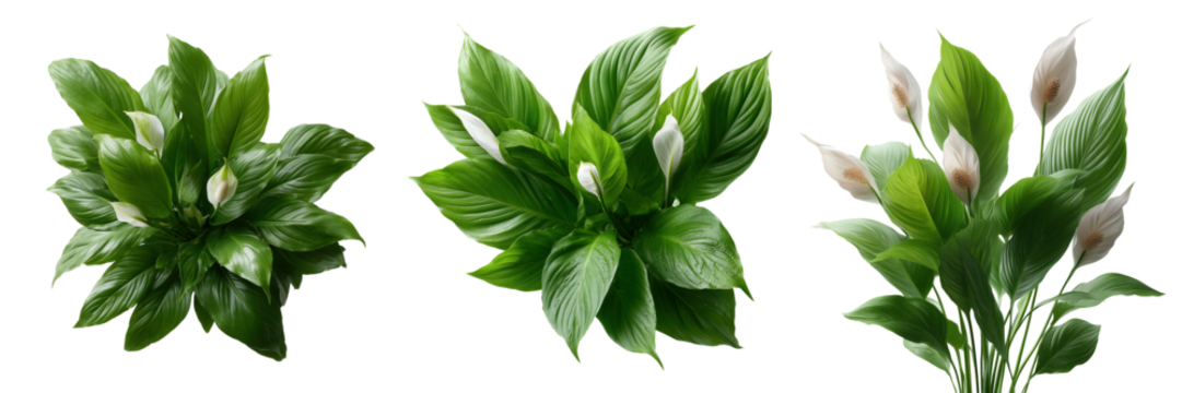 Lush green plants in natural setting indoor decor peaceful vibe on transparent background