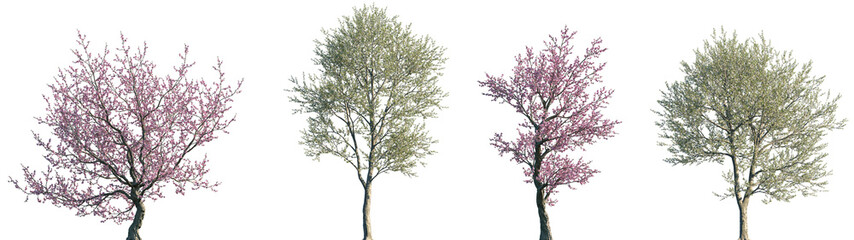 Set of Prunus dulcis and Prunus avium blossoming frontal street trees isolated png on a transparent...