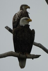 Adult and Juvenile Bald Eagle Pair, 