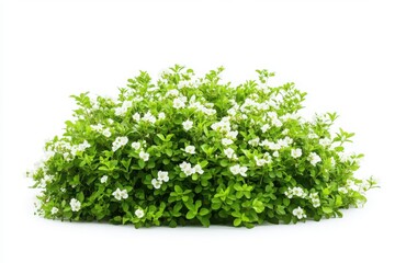 Obraz premium Flowering shrub with green leaves and white blossoms for landscaping and garden design elements