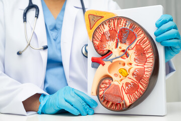Chronic kidney disease, doctor with model for treatment urinary system, urology, Estimated...
