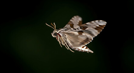 Elegant Brown Patterned Moth In Flight Against a Dark Background