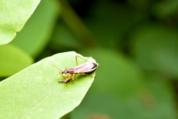 Cimicoidea, a superfamily of hemipteran insects from the suborder of bugs, sits on the leaf of a...