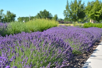 Obraz premium Serene lavender field with rows of purple flowers and a blue sky.