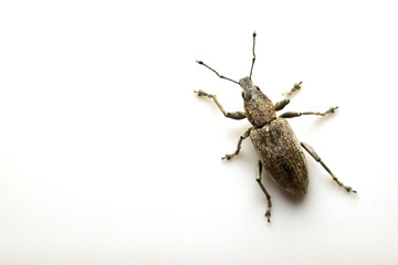 Gray soil weevil beetle on a white background.