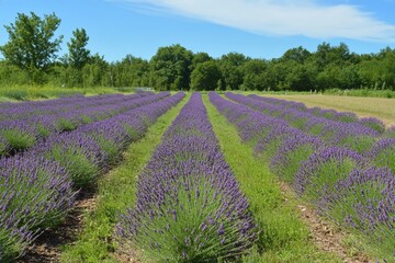Obraz premium Serene lavender field with rows of purple flowers and a blue sky.
