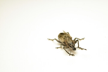 Gray soil weevil beetle on a white background.