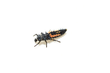 Larva of ladybug species on white background.