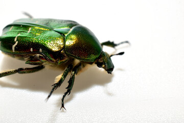 Copper beetle from the family of lamellar beetles on a white background. Close-up.