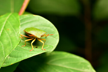 The green tree shield bug from the family of true shield bugs, Palomena prasina sits on a plant leaf.