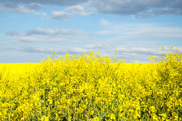 Obraz premium Bright yellow rapeseed flowers cover a vast field against a backdrop of fluffy clouds, showcasing the beauty of spring in rural landscapes