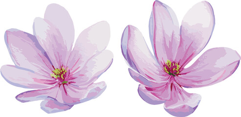 Vector watercolor painted illustration of magnolia flowers