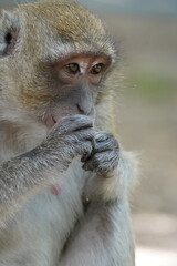 portrait of baboon