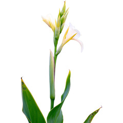 White gladiolus flower isolated on white background