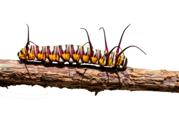 caterpillar on a branch Isolated white backgroung
