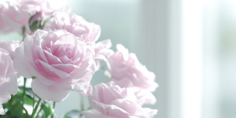 Close up of beautiful r