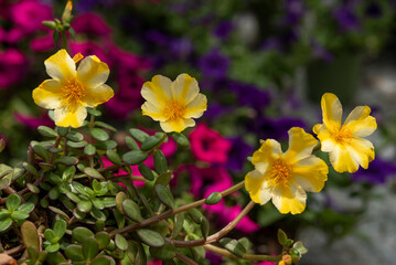 Portulaca oleracea is a succulent plant in the family Portulacaceae. Yellow flowers..