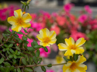 Portulaca oleracea is a succulent plant in the family Portulacaceae. Yellow flowers..