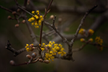 Little Yellow Blossoms