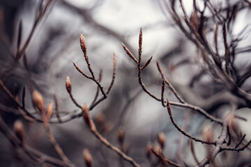 branches and buds. 