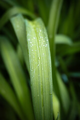 dew on the grass