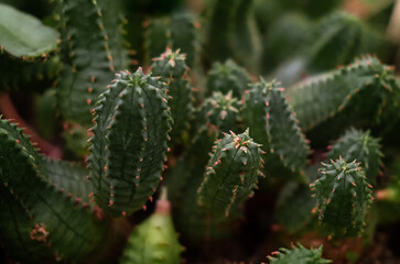 Euphorbia resinifera cactus
