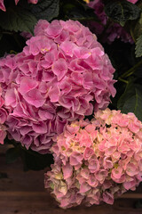 pink hydrangea flowers