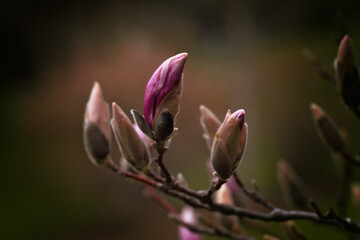 Magnolia Bud