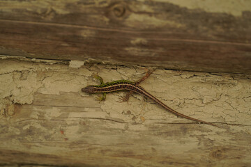 lizard on a stone