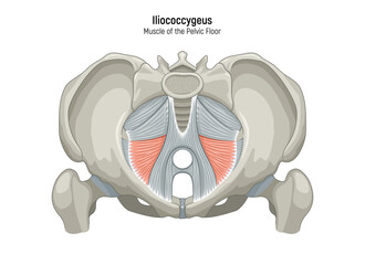 Muscle of the Pelvic Floor anatomical diagram. Pubococcygeus, Iliococcygeus, Puborectalis, Obturator, Coccygeus, Piriformis muscles vector illustration