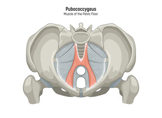Muscle of the Pelvic Floor anatomical diagram. Pubococcygeus, Iliococcygeus, Puborectalis, Obturator, Coccygeus, Piriformis muscles vector illustration