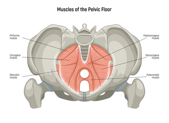 Muscle of the Pelvic Floor anatomical diagram. Pubococcygeus, Iliococcygeus, Puborectalis, Obturator, Coccygeus, Piriformis muscles vector illustration