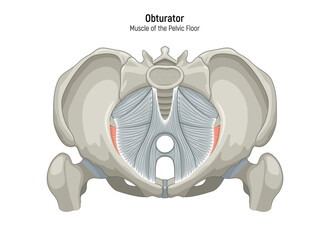 Muscle of the Pelvic Floor anatomical diagram. Pubococcygeus, Iliococcygeus, Puborectalis, Obturator, Coccygeus, Piriformis muscles vector illustration