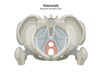 Muscle of the Pelvic Floor anatomical diagram. Pubococcygeus, Iliococcygeus, Puborectalis, Obturator, Coccygeus, Piriformis muscles vector illustration