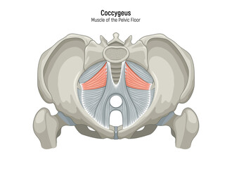 Muscle of the Pelvic Floor anatomical diagram. Pubococcygeus, Iliococcygeus, Puborectalis, Obturator, Coccygeus, Piriformis muscles vector illustration