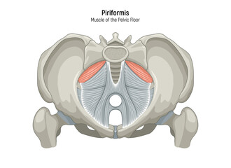 Muscle of the Pelvic Floor anatomical diagram. Pubococcygeus, Iliococcygeus, Puborectalis, Obturator, Coccygeus, Piriformis muscles vector illustration