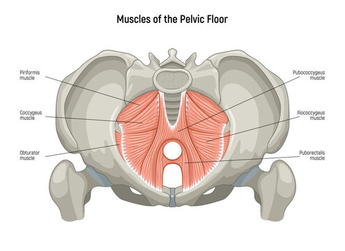 Muscle of the Pelvic Floor anatomical diagram. Pubococcygeus, Iliococcygeus, Puborectalis, Obturator, Coccygeus, Piriformis muscles vector illustration