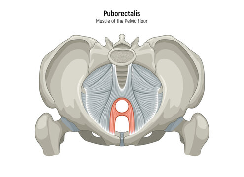 Muscle of the Pelvic Floor anatomical diagram. Pubococcygeus, Iliococcygeus, Puborectalis, Obturator, Coccygeus, Piriformis muscles vector illustration