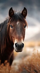 Majestic brown horse gazes intently against a blurred natural backdrop in early morning light