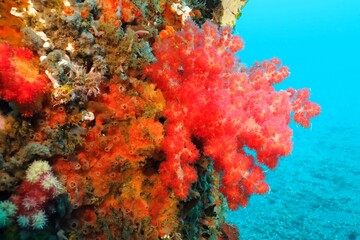 Vivid red soft coral underwater, reef detail. Coral reef, underwater photography from scuba diving....