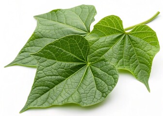  chayote leaves isolated on white background
